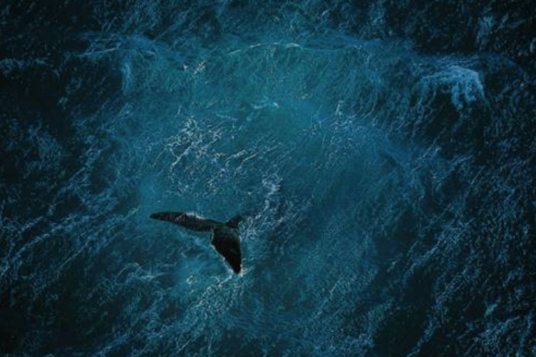 omega planet ocean le magazine article omega planet ocean le magazine article