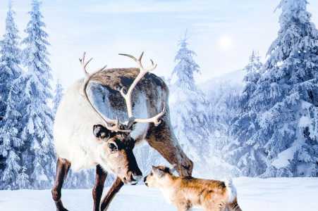 2020. Aïlo une odyssée en Laponie