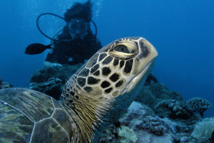 2020. Quand baleines et tortues nous montrent le chemin