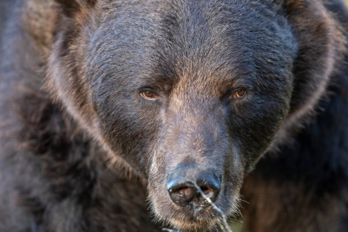 2020. Jours polaires en Scandinavie