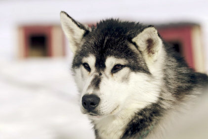 2020. Des chiens et des hommes – les secrets d’une amitié