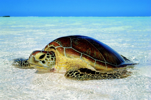 2020. Quand baleines et tortues nous montrent le chemin