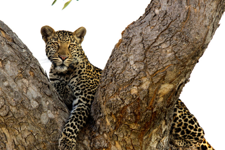2016. Léopards pêcheurs du Botswana